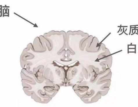 最新大脑功能分布图｜大脑功能图谱全新发布